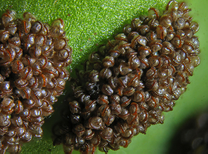 Asplenium trichomanes